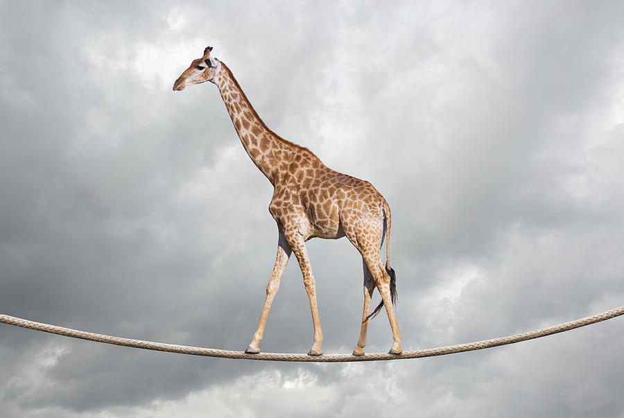 Giraffe on tightrope Photograph by Themacx