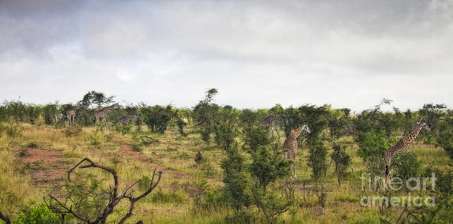 Giraffe Panorama Photograph by Timothy Hacker