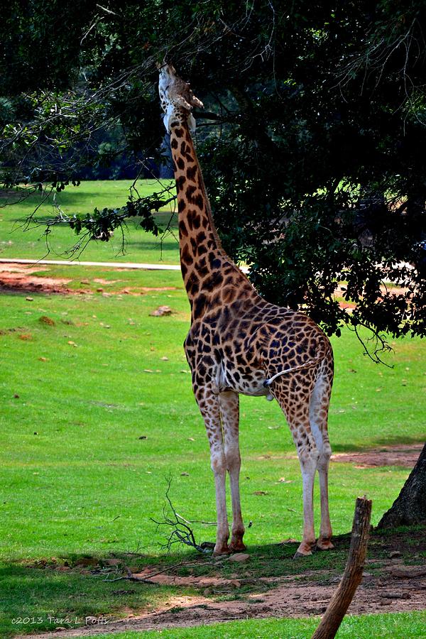 Giraffe Partaking of Lunch Photograph by Tara Potts