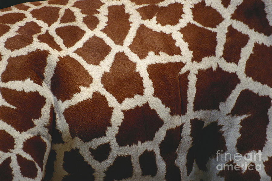 Giraffe Pattern Photograph by Barbara Strnadova