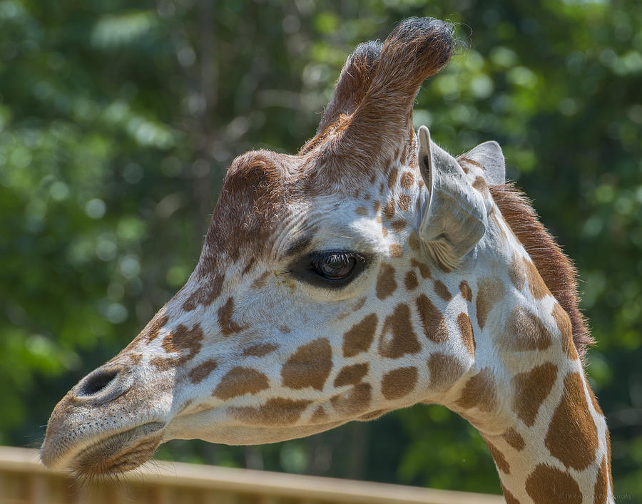 Giraffe Photograph by Phil Abrams