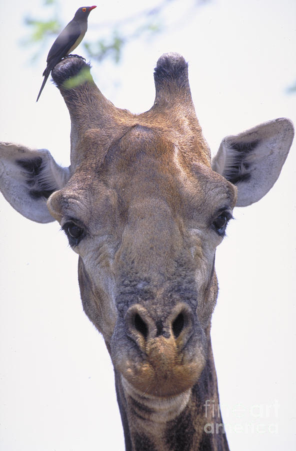 Giraffe #3 Photograph by Art Wolfe
