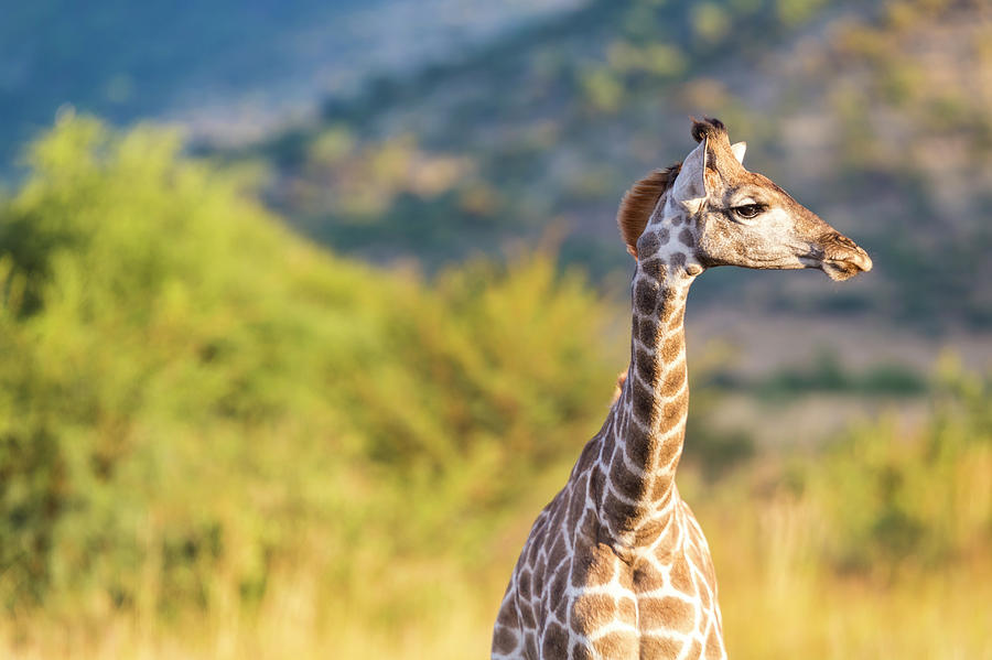 Giraffe, Pilanesburg National Park Photograph by Peter Adams