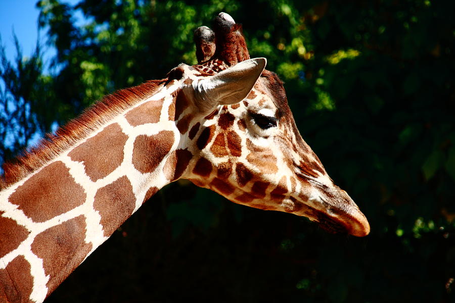 Giraffe Portrait Photograph by Aidan Moran