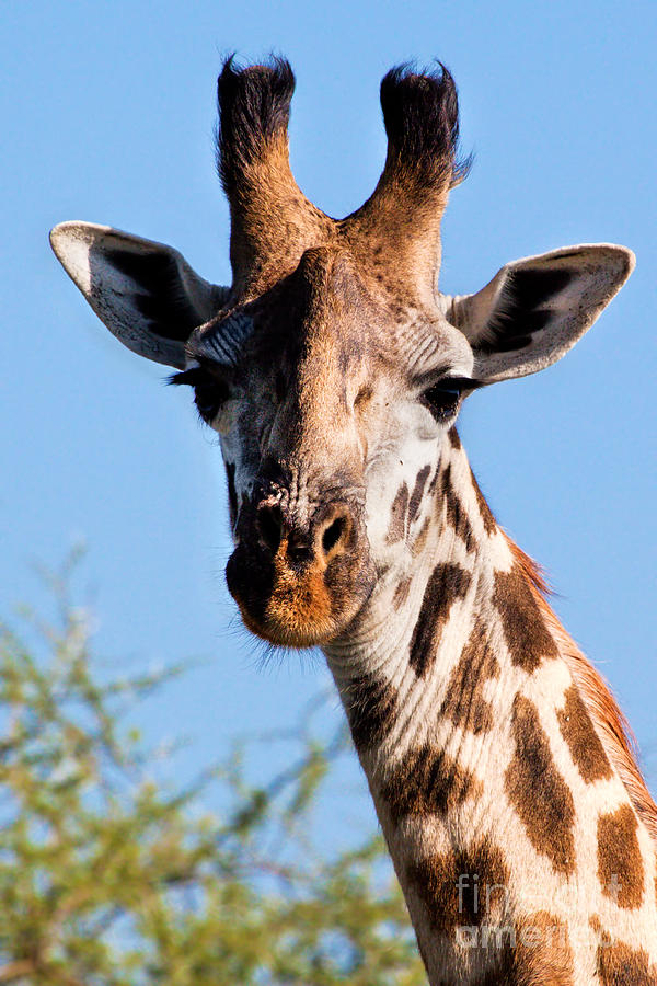 Giraffe portrait close-up. Safari in Serengeti. Photograph by Michal Bednarek
