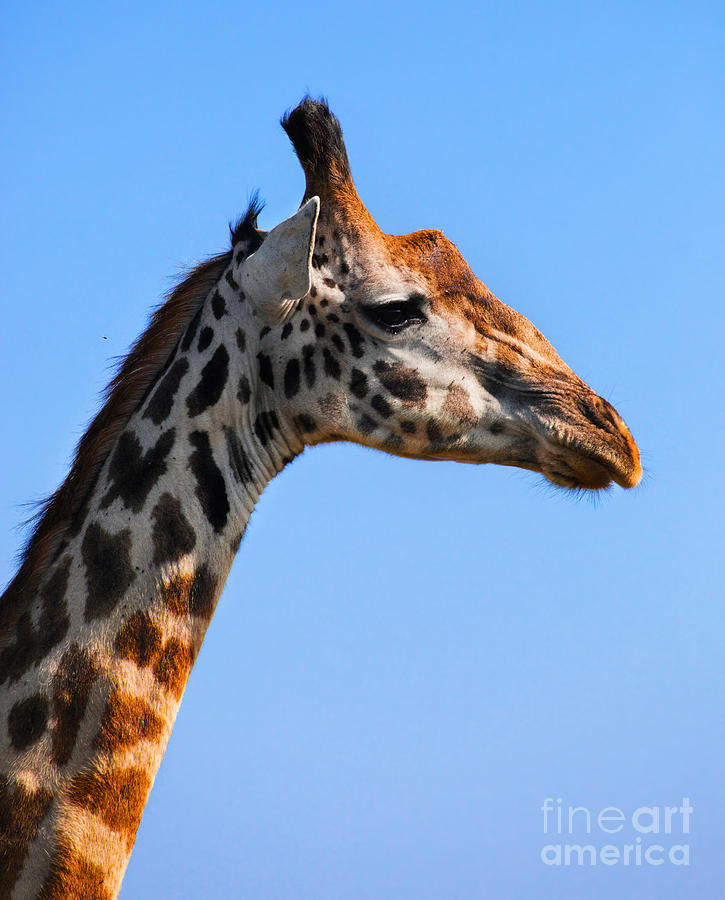 Giraffe portrait close-up. Safari in Serengeti. Tanzania Photograph by Michal Bednarek