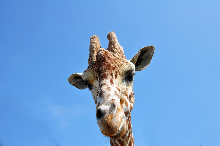 Giraffe Portrait Photograph by Ginger Harris - Fine Art America