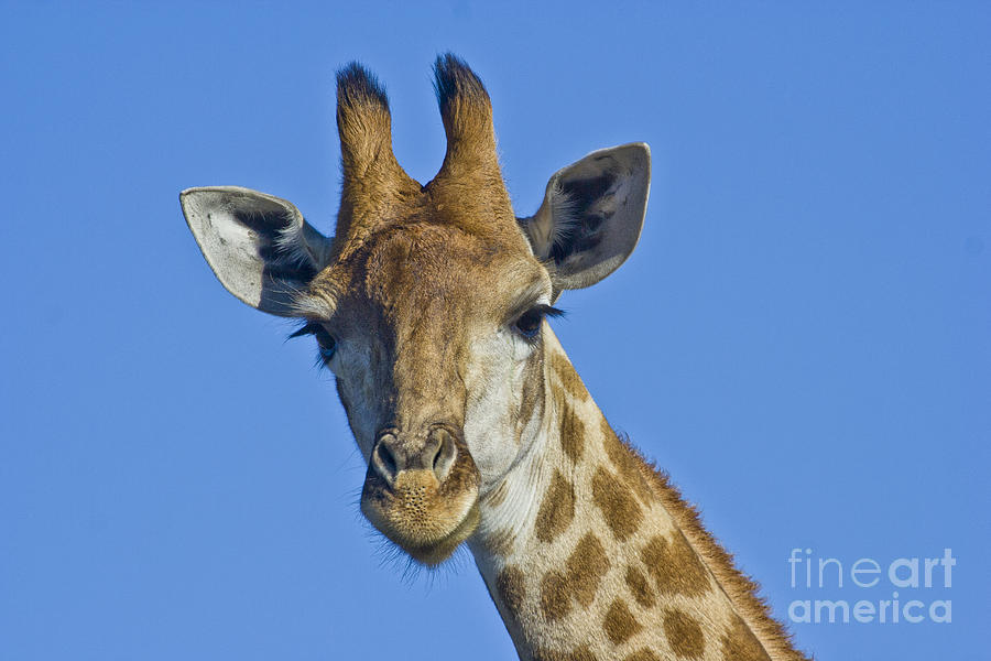 Giraffe Portrait Photograph by Jennifer Ludlum