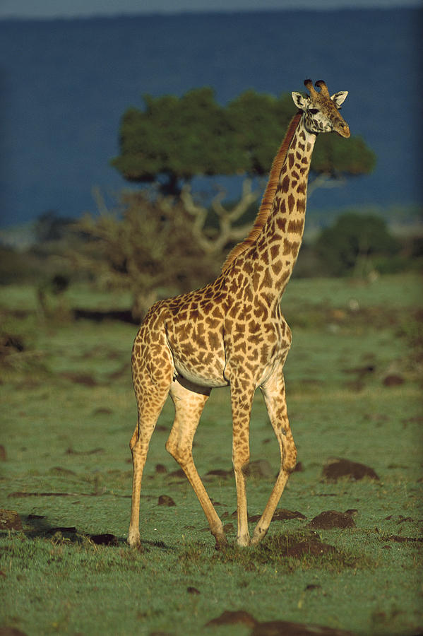 Giraffe Portrait Kenya Photograph by Tim Fitzharris