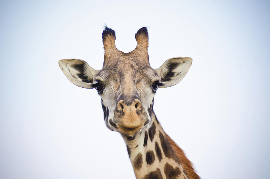 Giraffe Portrait Photograph by Mehmed Zelkovic