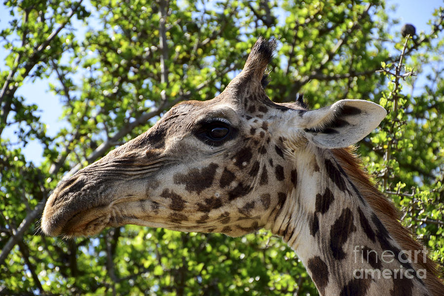 Giraffe Profile Photograph by AnneKarin Glass