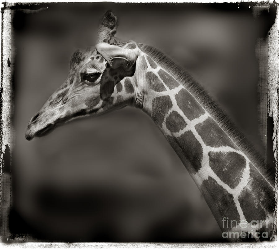 Giraffe Profile in Black and White Photograph by Jill Battaglia