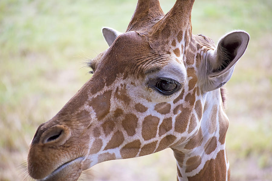 Giraffe Profile Photograph by Kenneth Albin