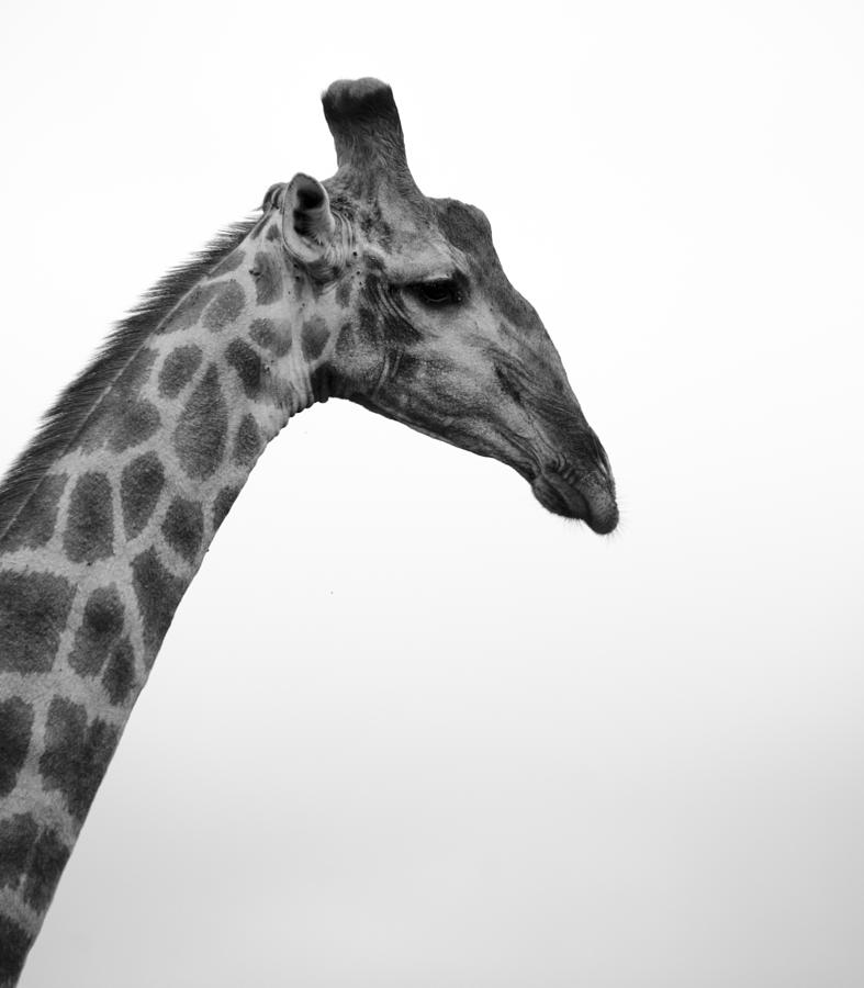 Giraffe Profile Photograph by Ryan Scatenato | Fine Art America