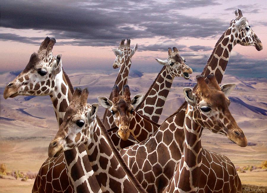 Giraffe Reuinion Digital Art by Bill Stephens