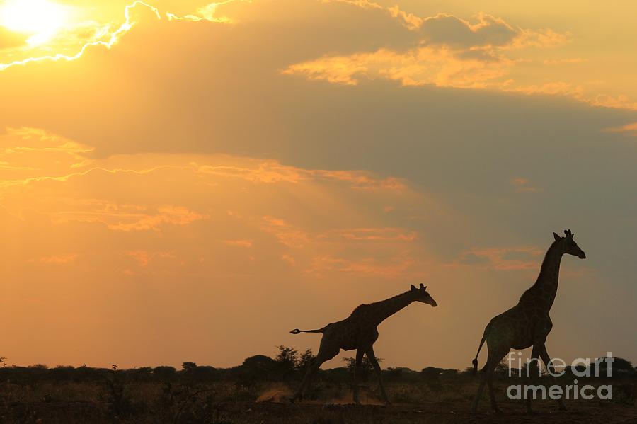 Unique Photograph - Giraffe Run - Sunset Gold and Freedom by Andries Alberts