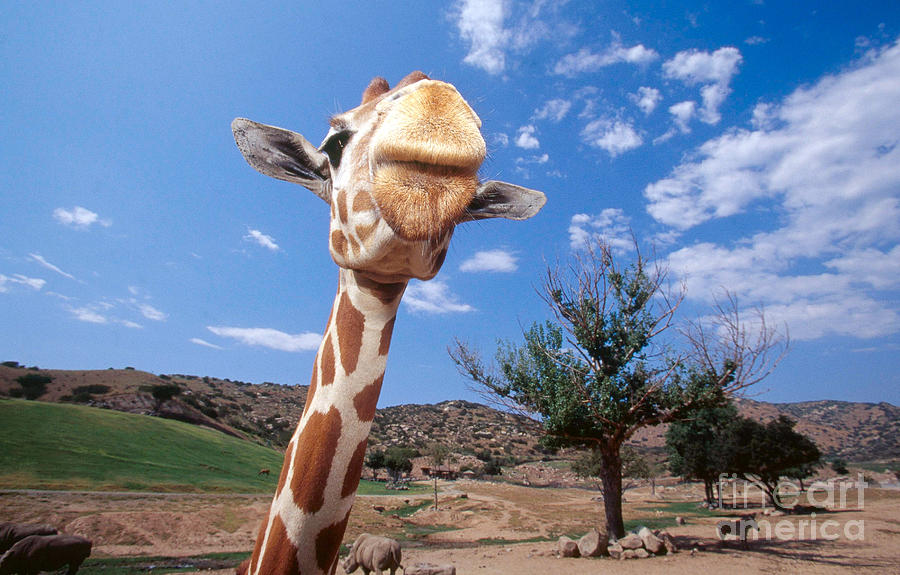 Giraffe at the San Diego Wild Animal Park Photograph by George D Lepp