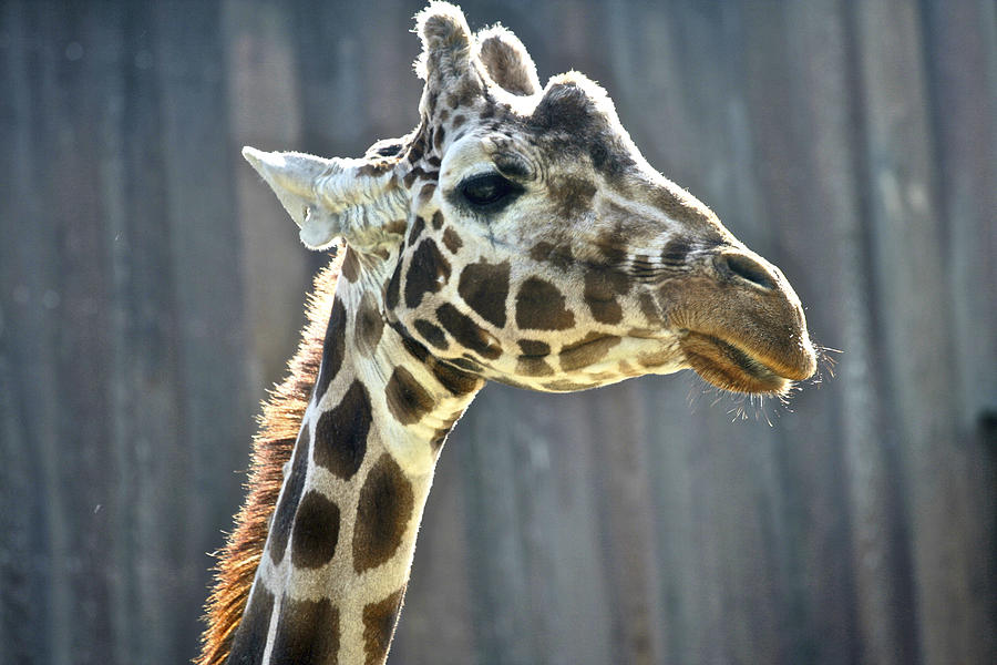 Giraffe Photograph by SC Heffner