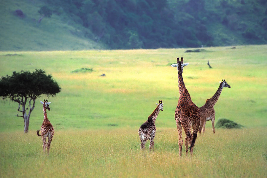 Wildlife Photograph - Giraffe by Sebastian Musial