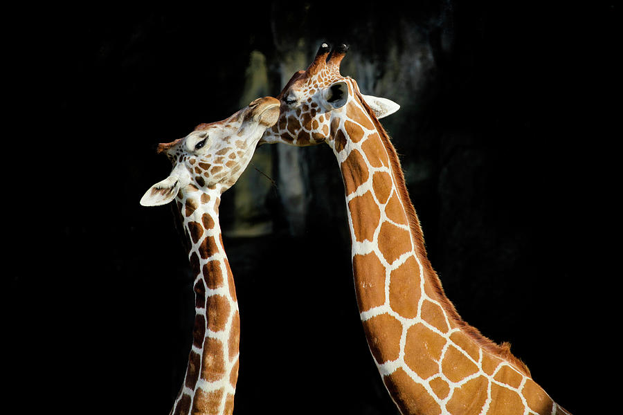 Giraffe Photograph by Sen Lin Photography