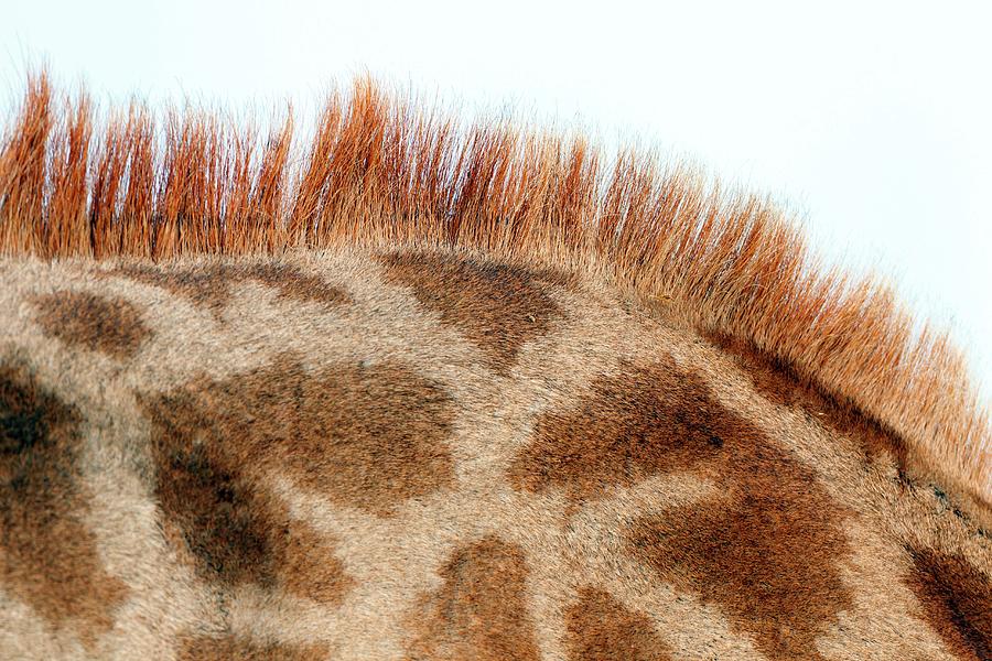 Giraffe Skin Photograph By Bildagentur Onlinemcphoto Schaef Pixels