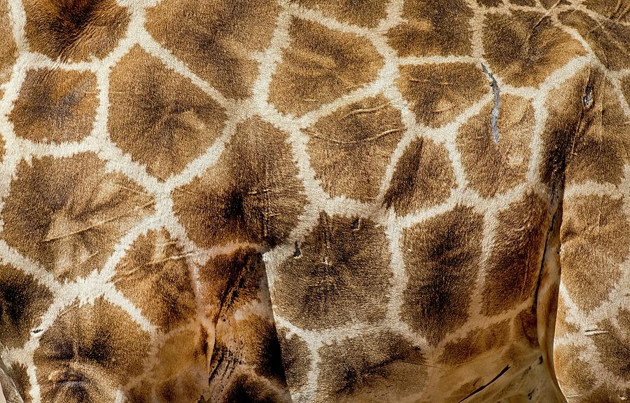 Giraffe Skin Pattern Photograph by Tony Camacho