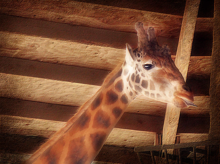 Giraffe Smarty Photograph by Melanie Lankford Photography
