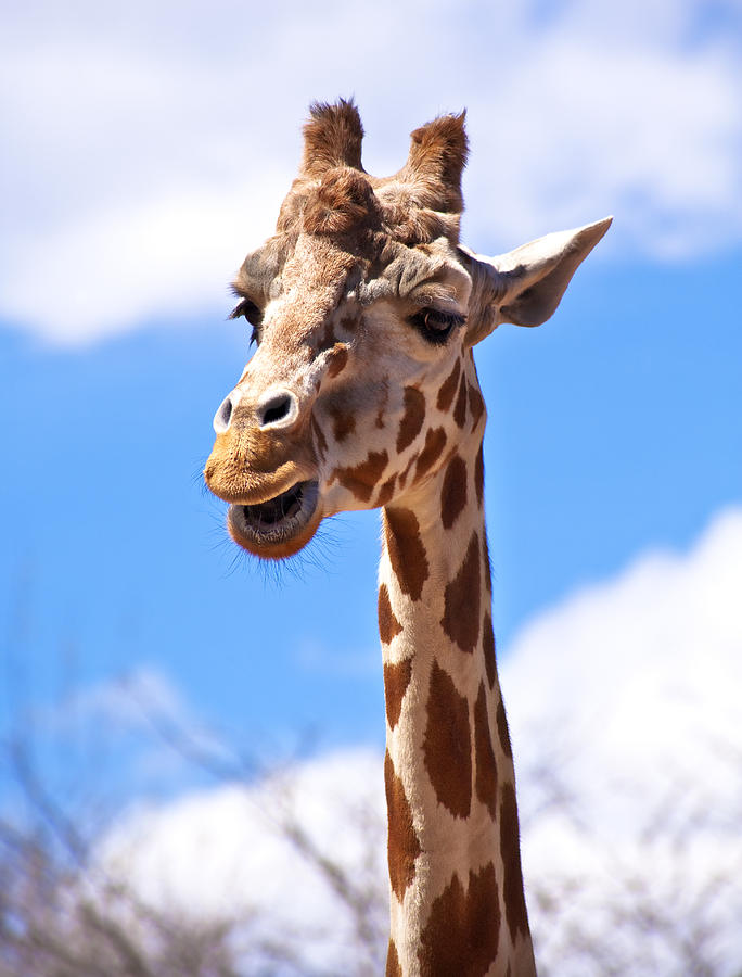 Giraffe Speak Photograph by Marilyn Hunt