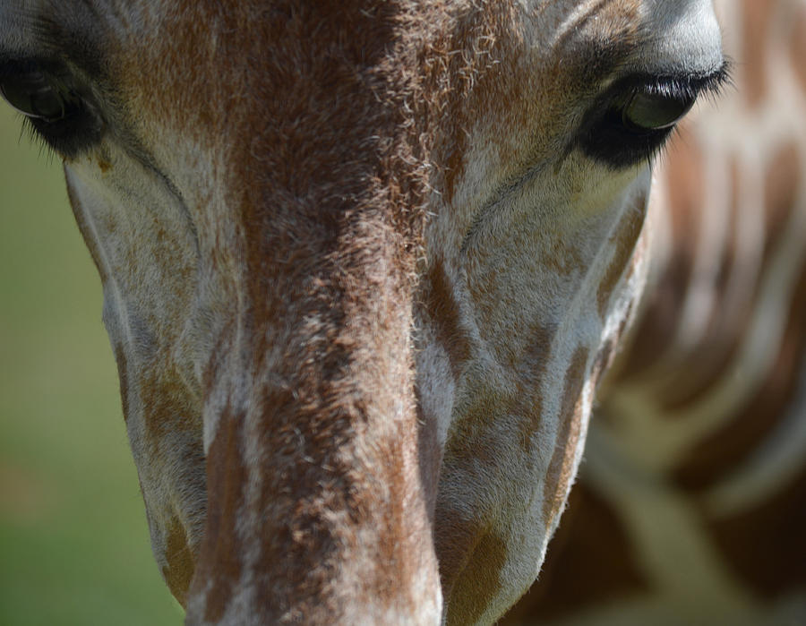Giraffe Stare Photograph by Maggy Marsh
