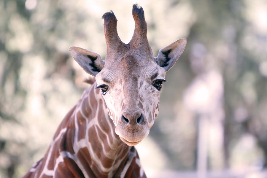 Giraffe Staring Photograph