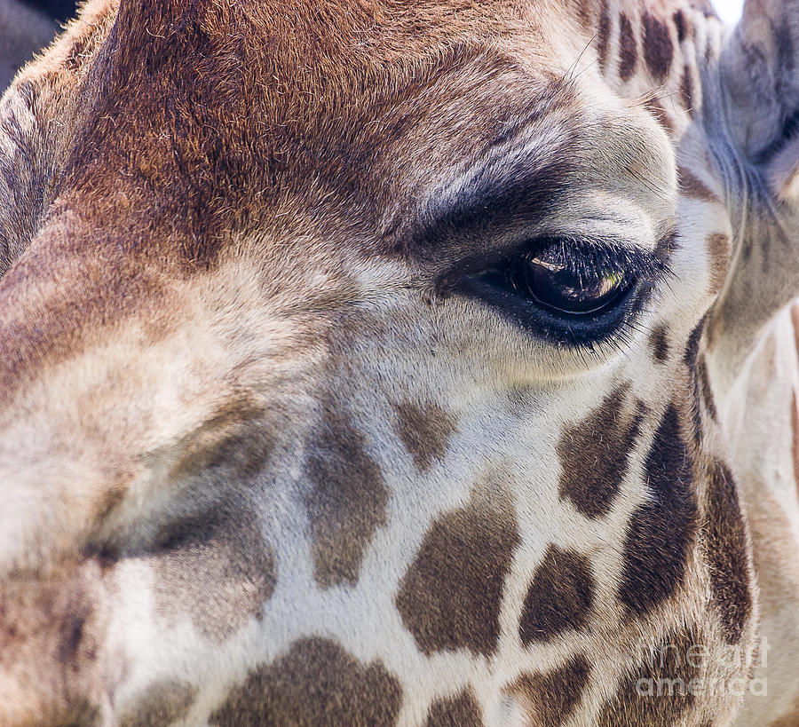 Giraffe Photograph by Steven Ralser