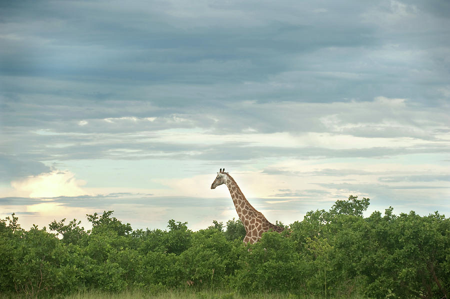 Giraffe Photograph by Stevenallan
