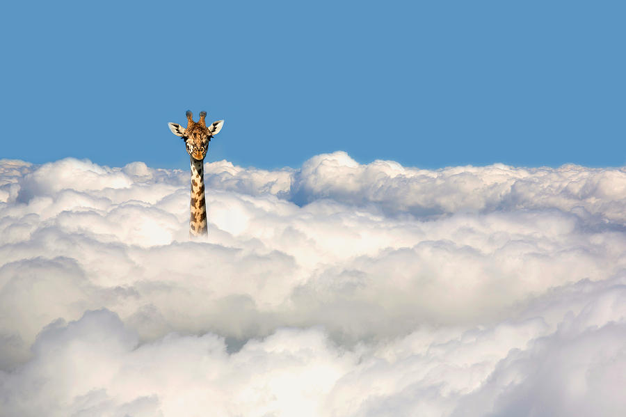 Giraffe sticking his head out of clouds. Photograph by Grant Faint