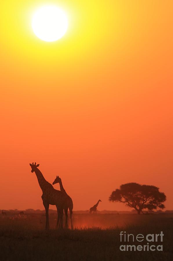 Giraffe Sunset - Epic Freedom Photograph