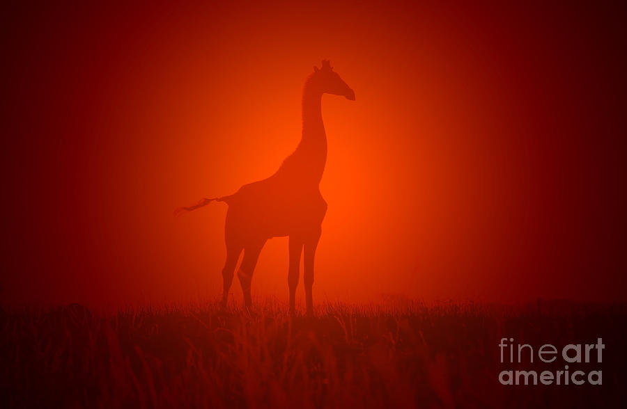 Sunset Photograph - Giraffe Sunset and Golden Nature by Andries Alberts
