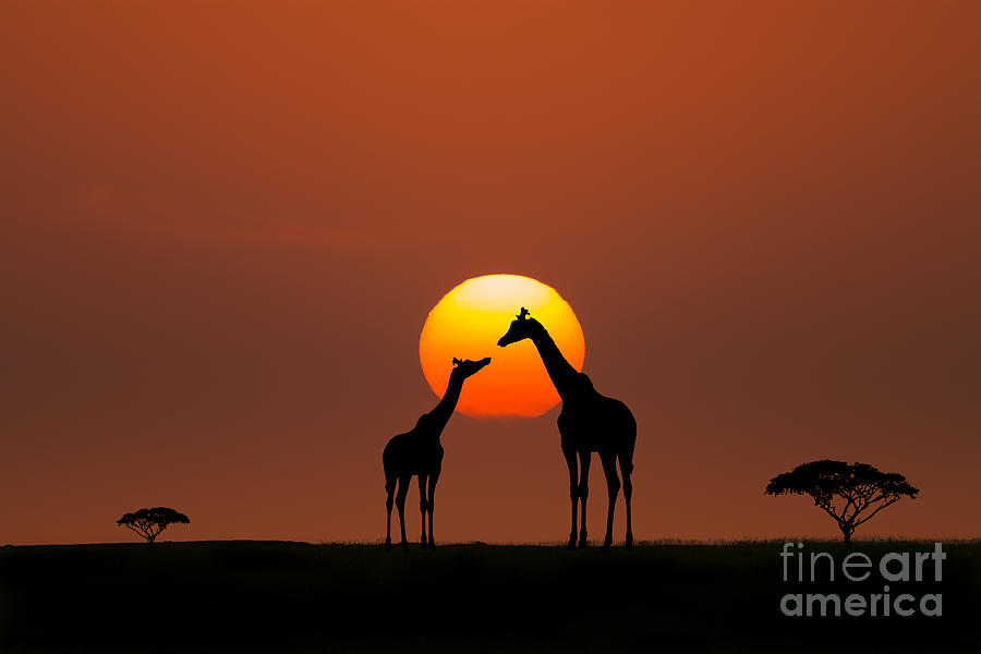 Wildlife Photograph - African Sunset by Bahadir Yeniceri