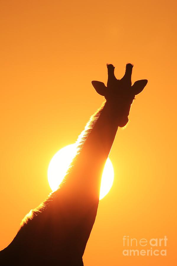 Giraffe Sunset Golden Silhouette Photograph