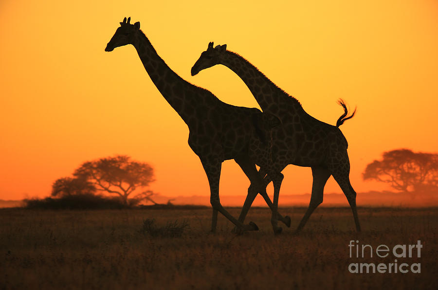 Wildlife Photograph - Giraffe Sunset Run of Gold from Africa by Andries Alberts