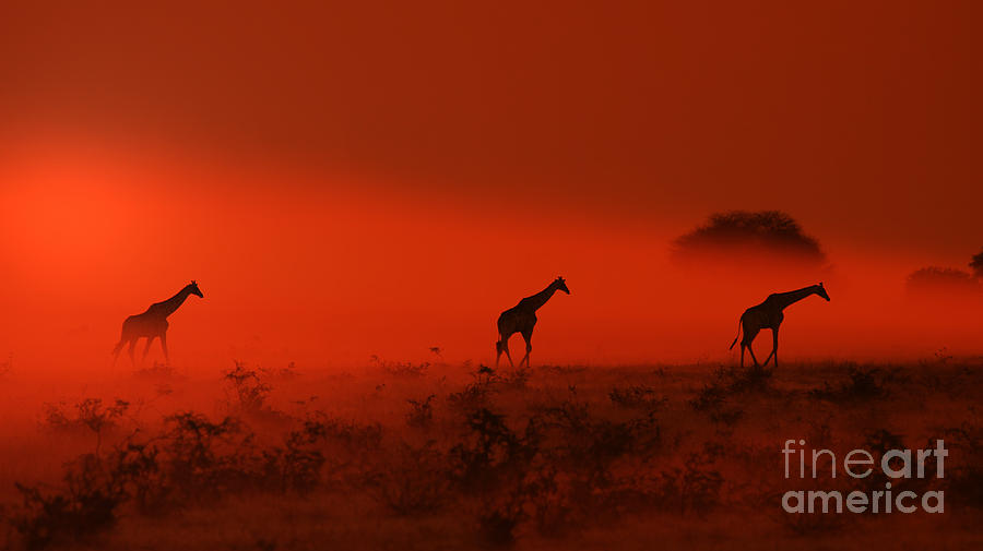 Giraffe Sunset Walk Of Wildlife Photograph