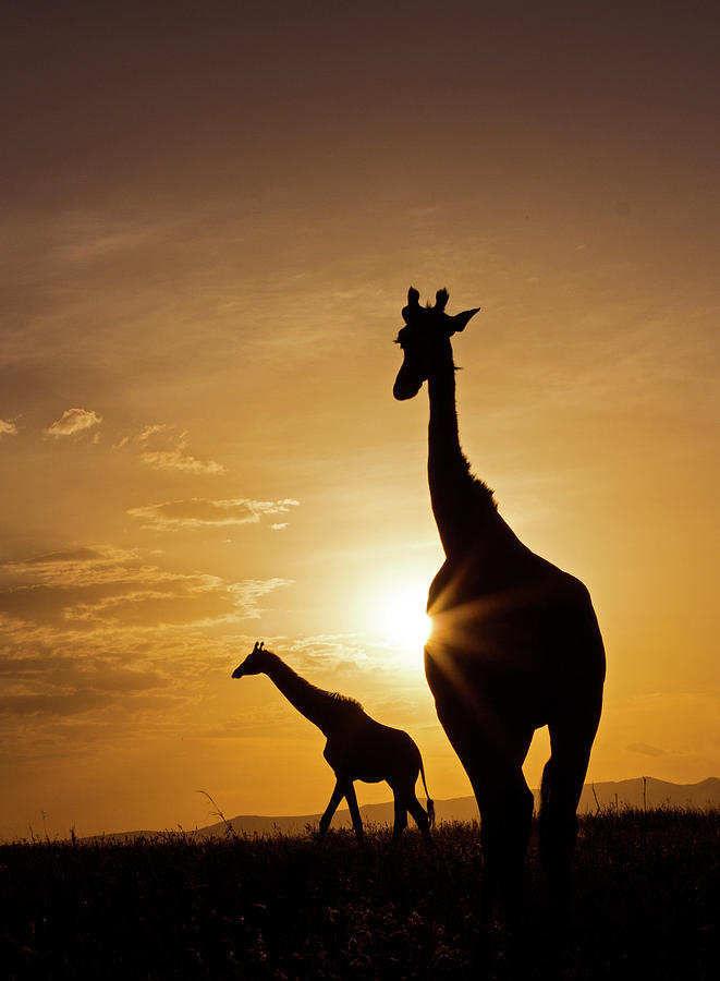 Giraffe Sunset Photograph by Wldavies