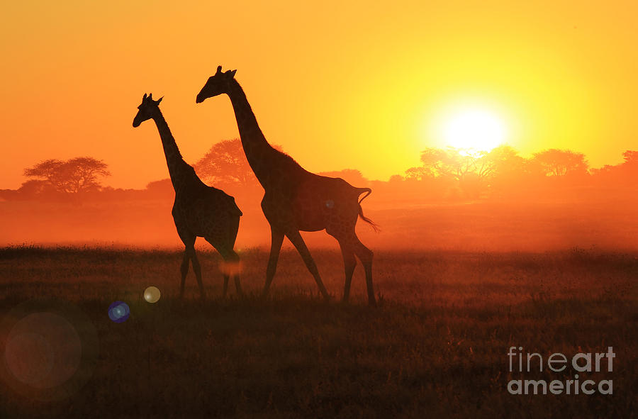 Giraffe Sunset Wonder Photograph