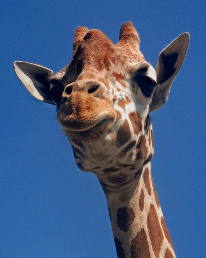 Wildlife Photograph - Giraffe by Tanya Hamell