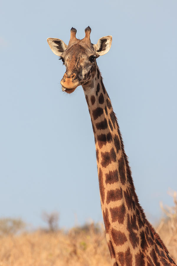 Giraffe Tongue Photograph by Adam Romanowicz