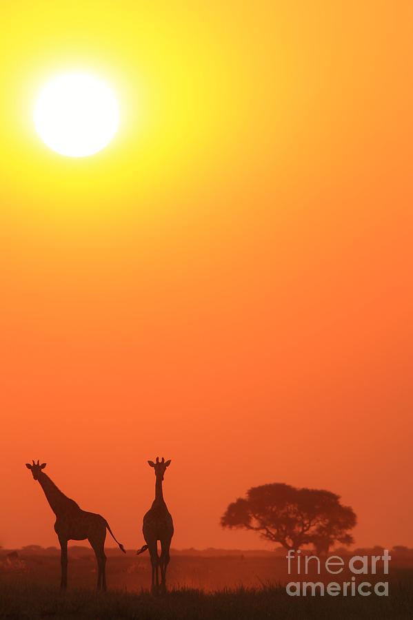 Giraffe Tranquility - Wildlife Beauty From Africa Photograph