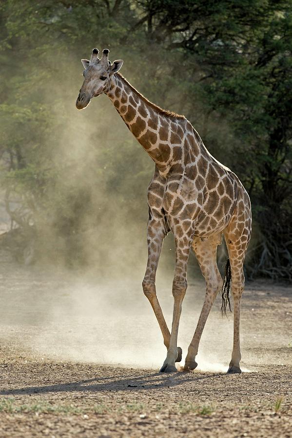 Kgalagadi Transfrontier Park Photograph - Giraffe Walking In The Kalahari by Tony Camacho
