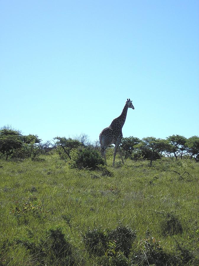 Giraffe walking tall Photograph by Karen Jane Jones