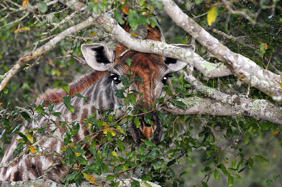 Giraffe Photograph - Giraffe Watching You by Jay Walshon MD Giraffe Photograph - Giraffe Watching You by Jay Walshon MD