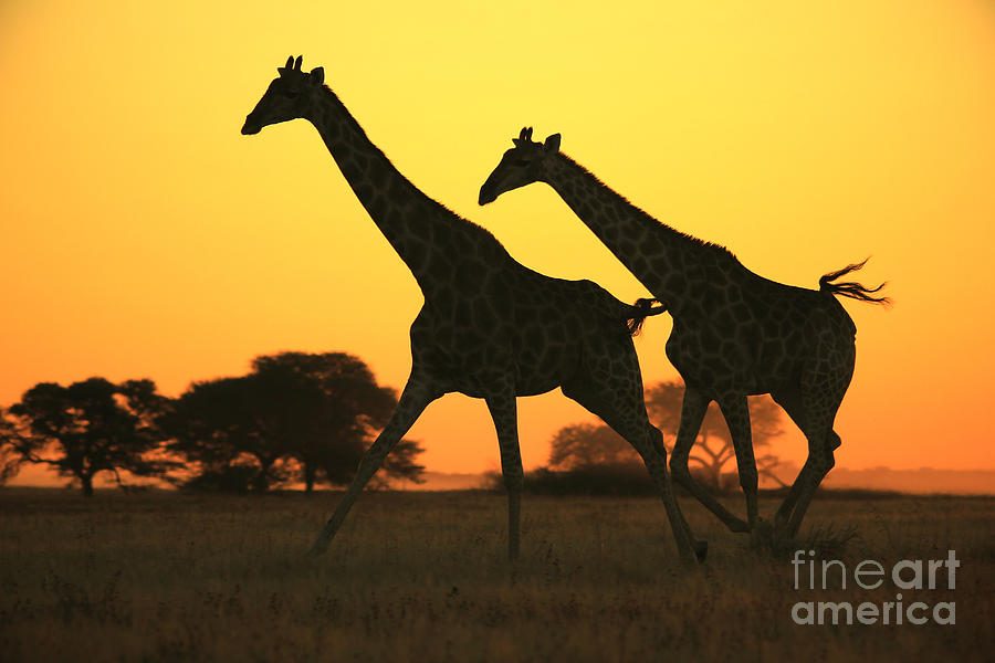 Wildlife Photograph - Giraffe Wildlife Background and Sunset Gold  by Andries Alberts