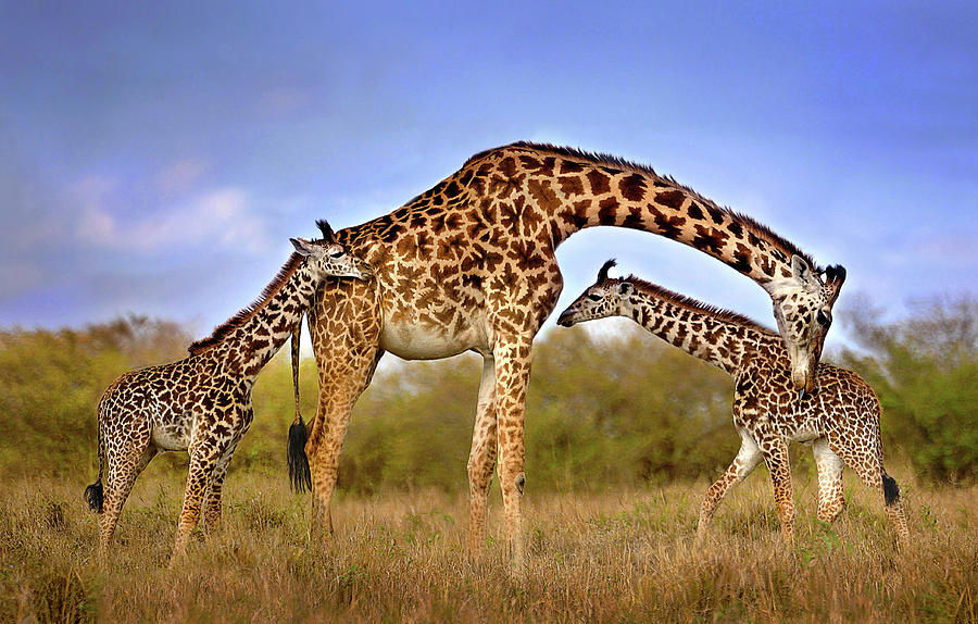 Giraffe Photograph - Giraffe With Cubs by Xavier Ortega