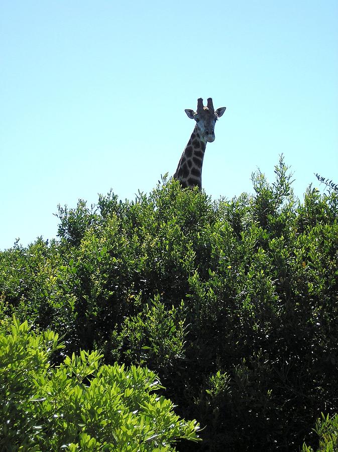 Giraffe with nowhere to hide Photograph by Karen Jane Jones